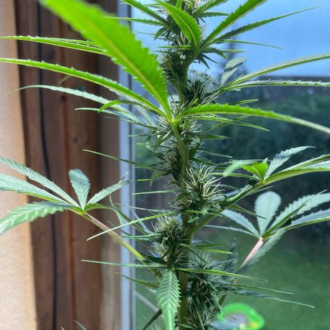Auto Euforia #1 growlog timeline photo