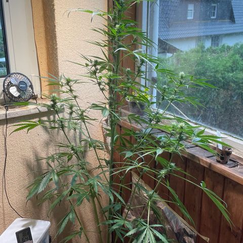 Auto Euforia #1 growlog timeline photo