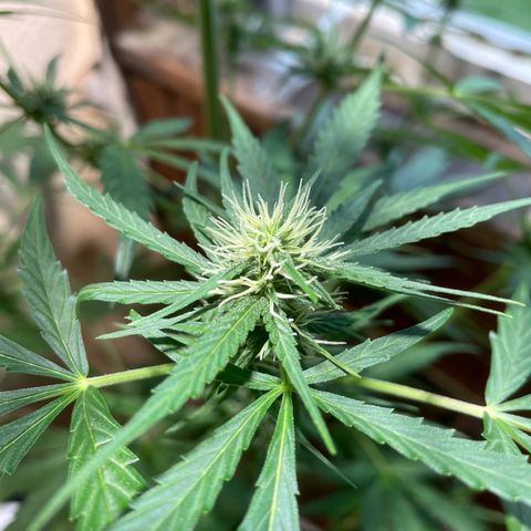 Auto Euforia #1 growlog timeline photo