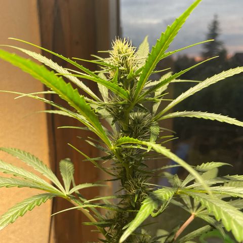 Auto Euforia #1 growlog timeline photo