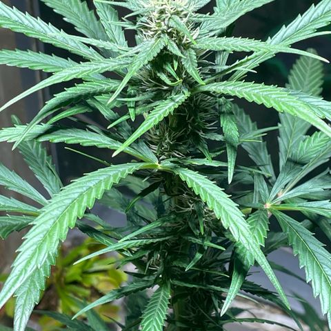 Auto Euforia #1 growlog timeline photo
