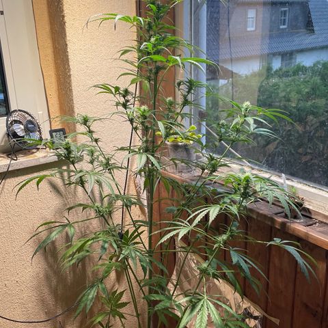 Auto Euforia #1 growlog timeline photo