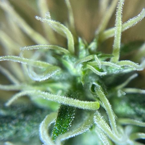 Auto Euforia #1 growlog timeline photo