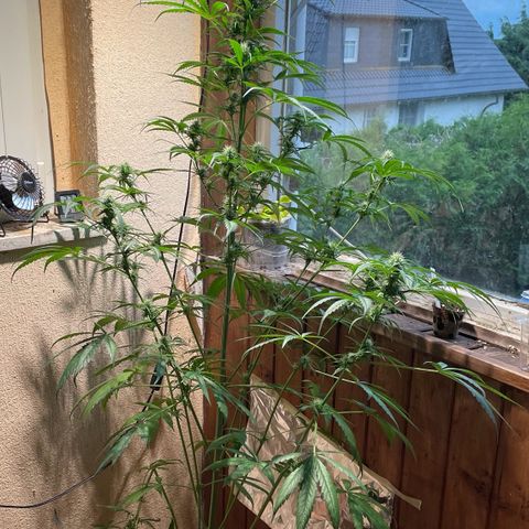 Auto Euforia #1 growlog timeline photo