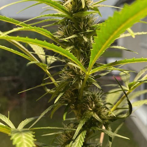 Auto Euforia #1 growlog timeline photo