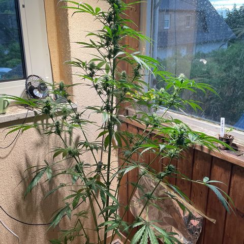 Auto Euforia #1 growlog timeline photo