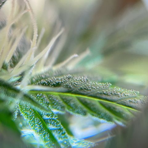 Auto Euforia #1 growlog timeline photo