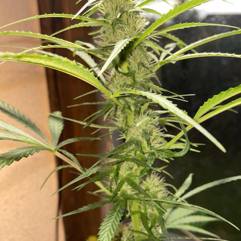 Auto Euforia #1 growlog timeline photo