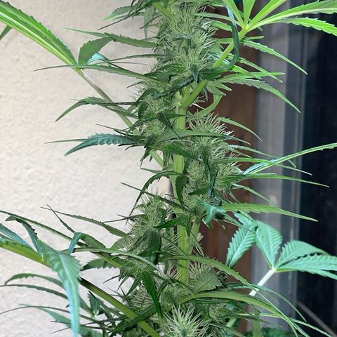Auto Euforia #1 growlog timeline photo