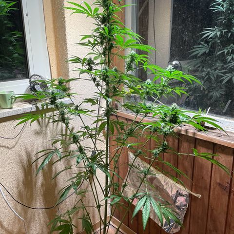 Auto Euforia #1 growlog timeline photo