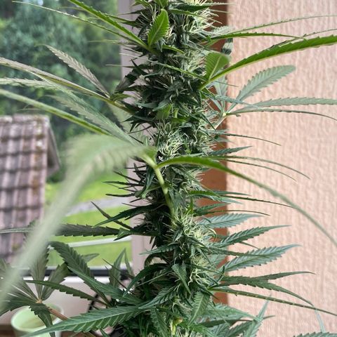Auto Euforia #1 growlog timeline photo