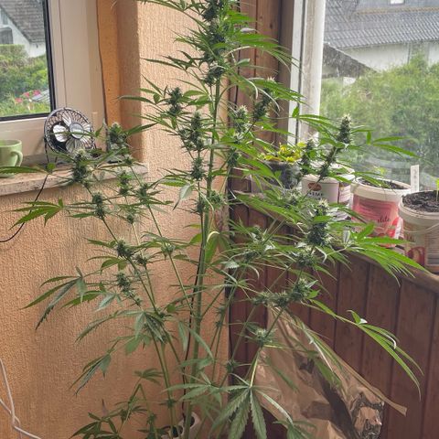 Auto Euforia #1 growlog timeline photo