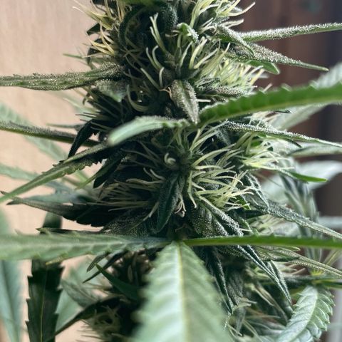 Auto Euforia #1 growlog timeline photo