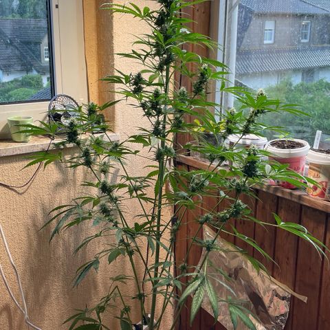 Auto Euforia #1 growlog timeline photo