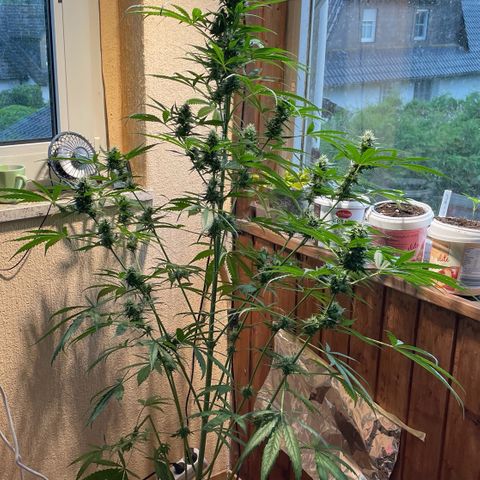 Auto Euforia #1 growlog timeline photo