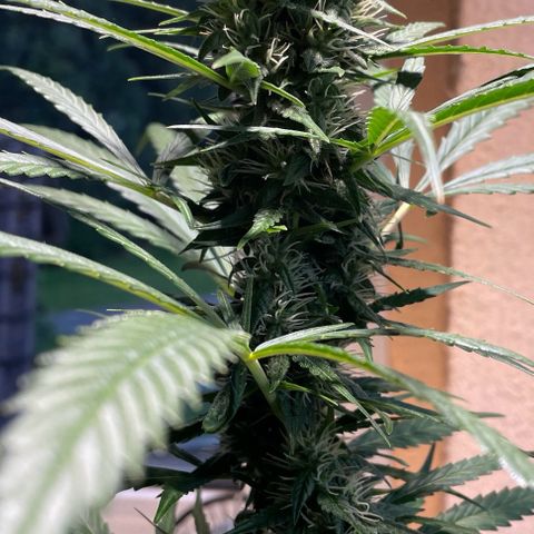 Auto Euforia #1 growlog timeline photo