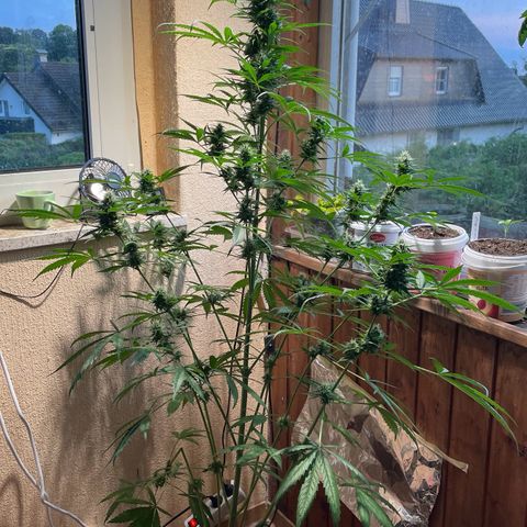 Auto Euforia #1 growlog timeline photo
