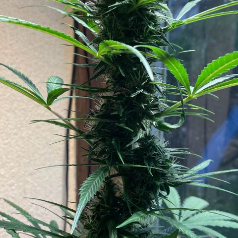 Auto Euforia #1 growlog timeline photo