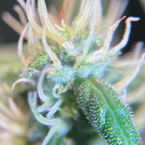 Auto Euforia #1 growlog timeline photo