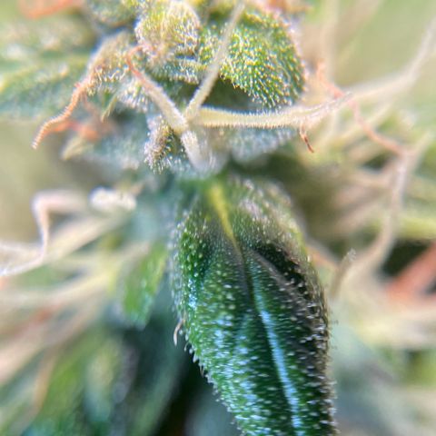 Auto Euforia #1 growlog timeline photo