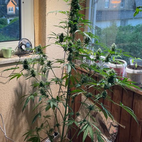 Auto Euforia #1 growlog timeline photo