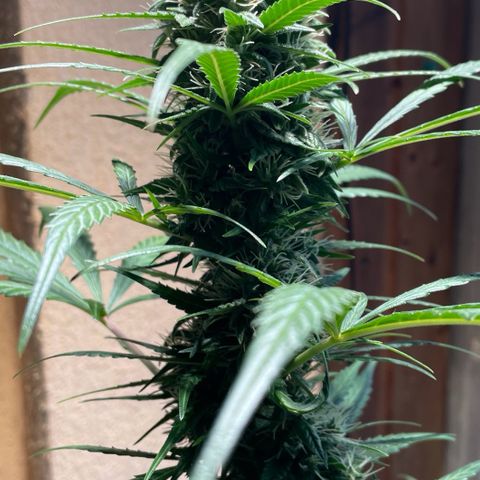 Auto Euforia #1 growlog timeline photo