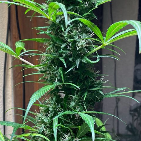 Auto Euforia #1 growlog timeline photo