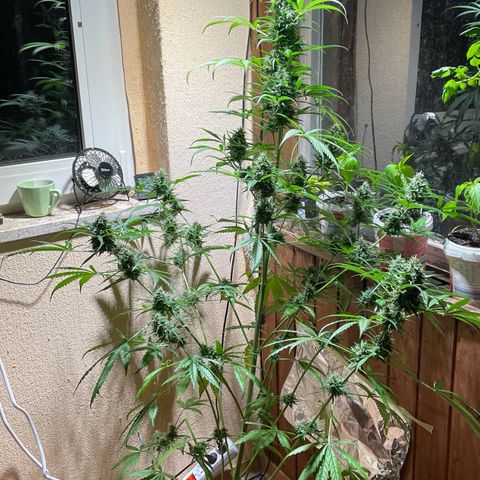 Auto Euforia #1 growlog timeline photo