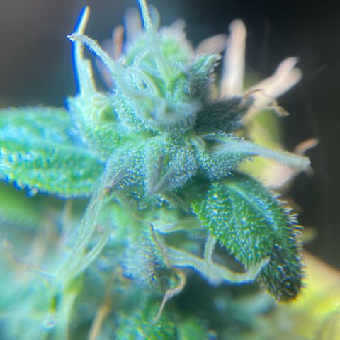Auto Euforia #1 growlog timeline photo