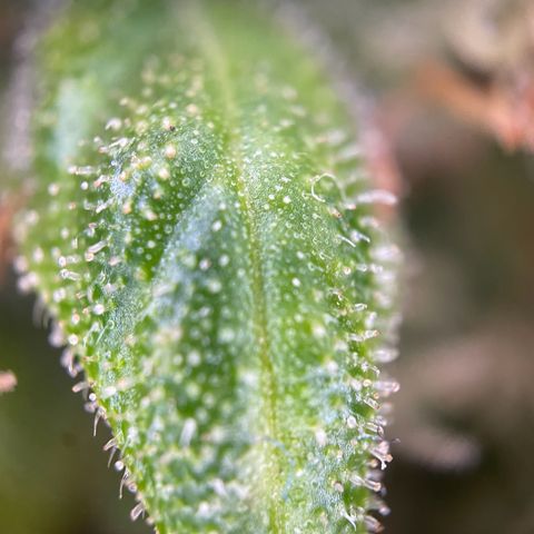 Auto Euforia #1 growlog photo: Den oberen Teil geerntet, der Rest darf noch ein wenig. 