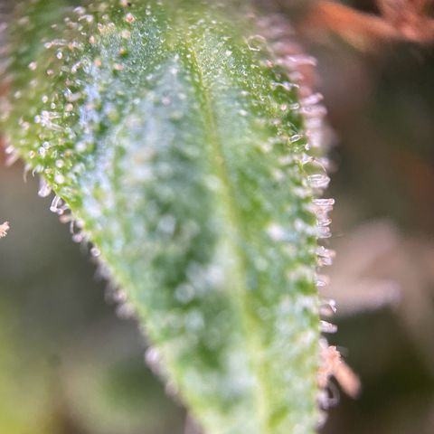 Auto Euforia #1 growlog photo: Den oberen Teil geerntet, der Rest darf noch ein wenig. 