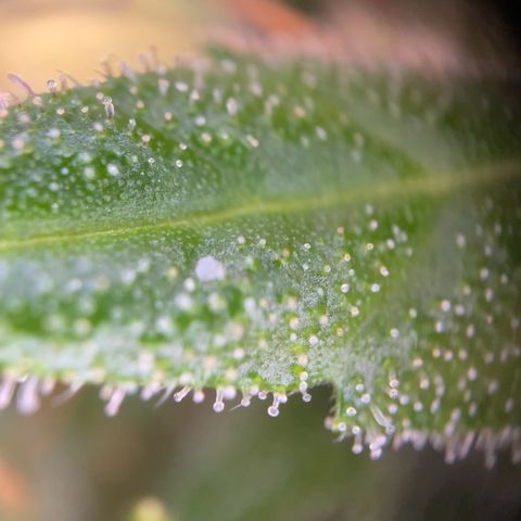 Auto Euforia #1 growlog photo: Den oberen Teil geerntet, der Rest darf noch ein wenig. 