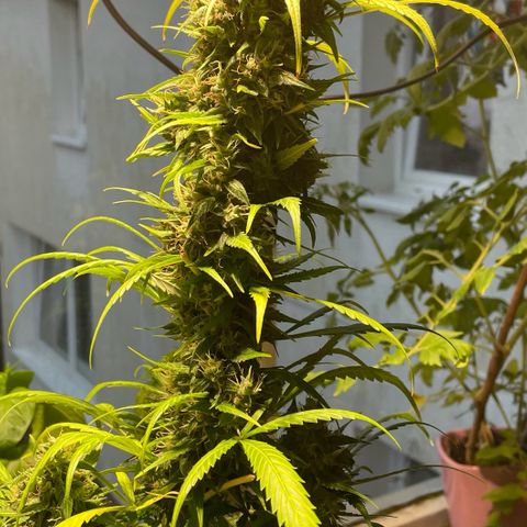 Auto Euforia #1 growlog photo: Den oberen Teil geerntet, der Rest darf noch ein wenig. 