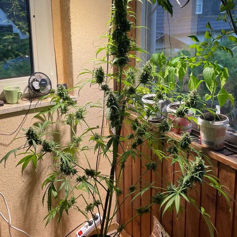 Auto Euforia #1 growlog photo: Den oberen Teil geerntet, der Rest darf noch ein wenig. 