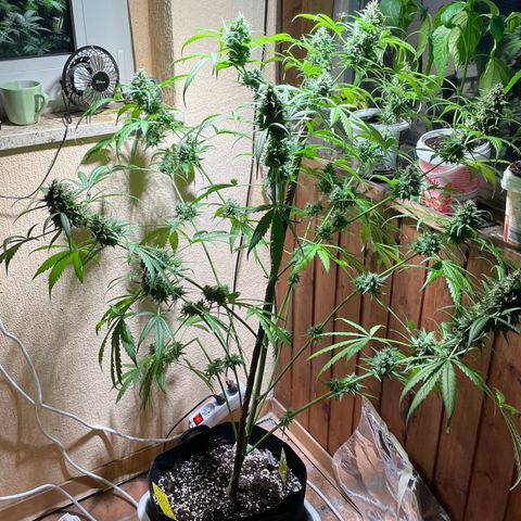 Auto Euforia #1 growlog photo: Den oberen Teil geerntet, der Rest darf noch ein wenig. 