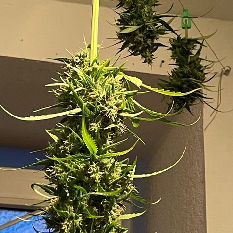 Auto Euforia #1 growlog photo: Den oberen Teil geerntet, der Rest darf noch ein wenig. 