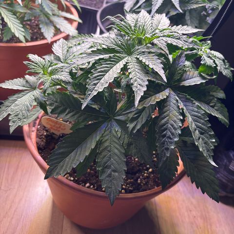 cookies gelato growlog timeline photo