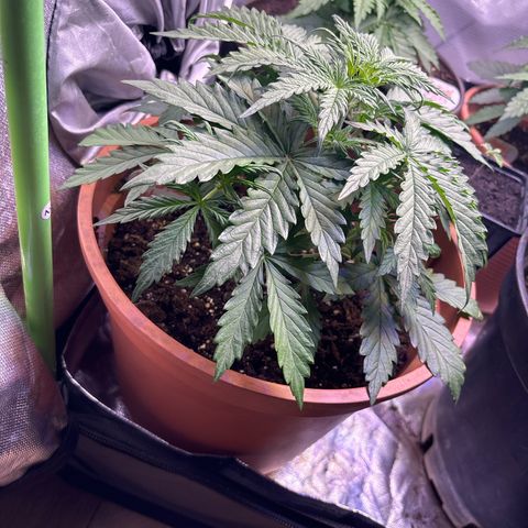 watermelon auto growlog timeline photo