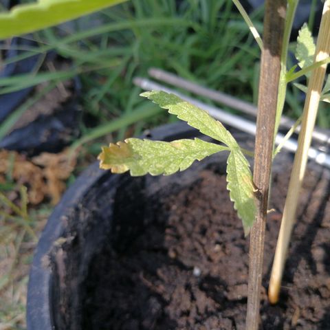 Unknown strain growlog timeline photo