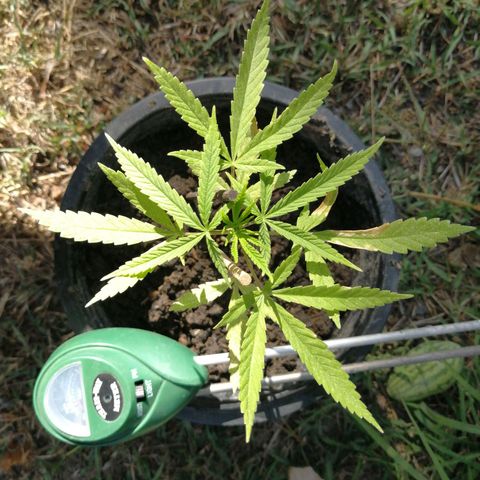 Unknown strain growlog timeline photo