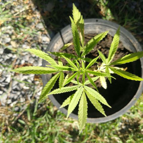 Unknown strain growlog timeline photo