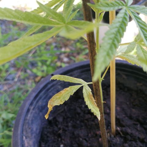 Unknown strain growlog timeline photo