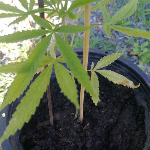 Unknown strain growlog timeline photo
