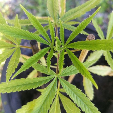 Unknown strain growlog timeline photo