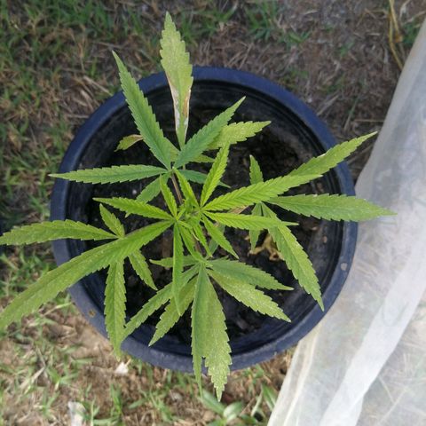 Unknown strain growlog timeline photo
