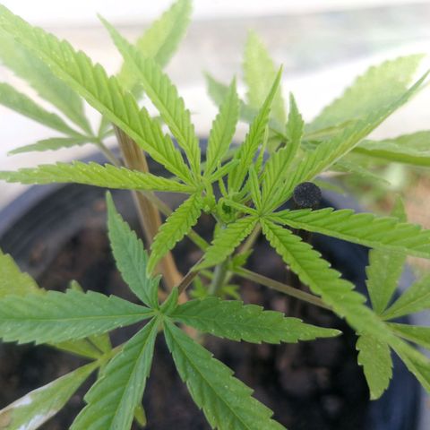 Unknown strain growlog timeline photo