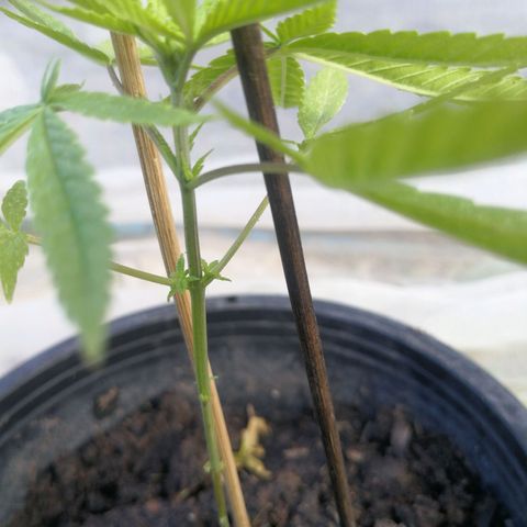 Unknown strain growlog timeline photo