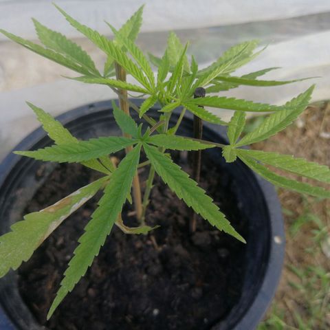 Unknown strain growlog timeline photo