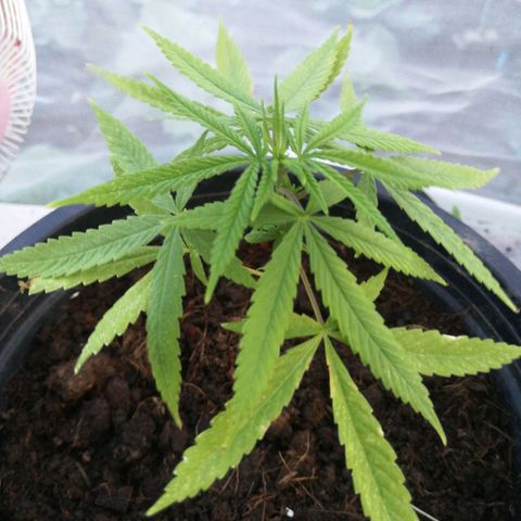 Unknown strain growlog timeline photo