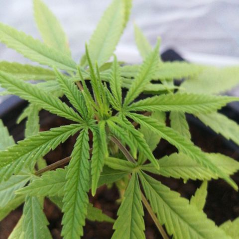 Unknown strain growlog timeline photo